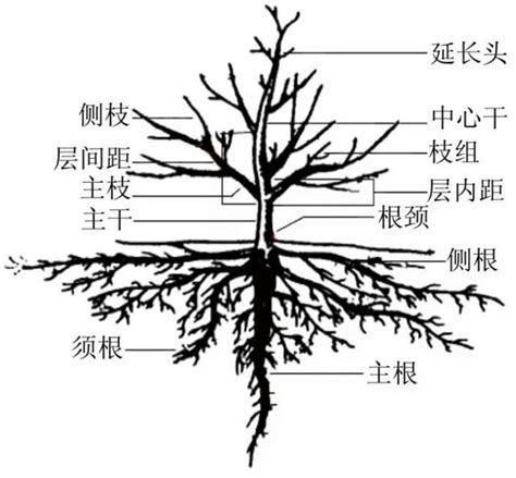 樹根位置|植物根系確認